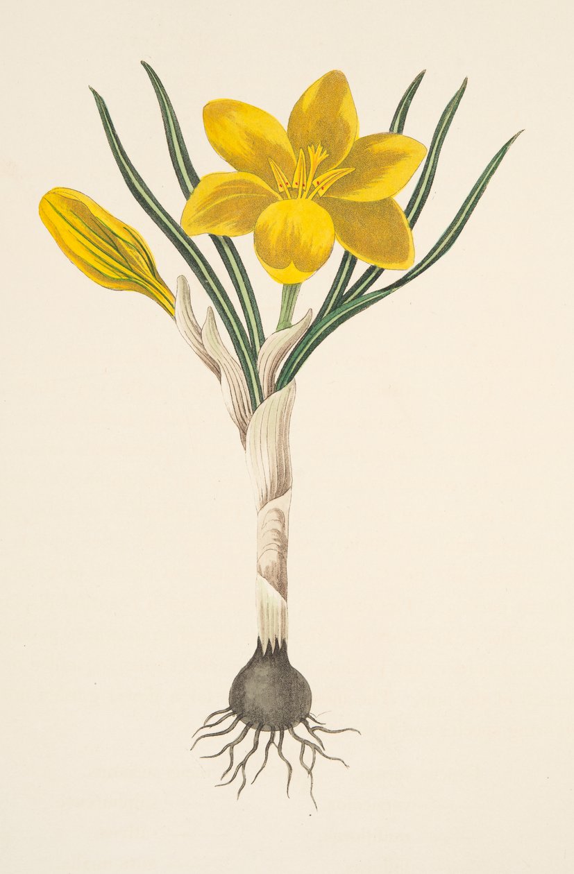 Açafrão amarelo comum, das ilustrações florais das estações, bar. 1829 (gravura colorida à mão) de Margaret Roscoe