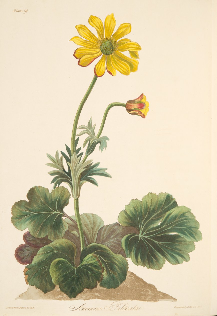 Anêmona de folhas de ciclame, de ilustrações florais das estações, pub. 1829 (gravura colorida à mão) de Margaret Roscoe