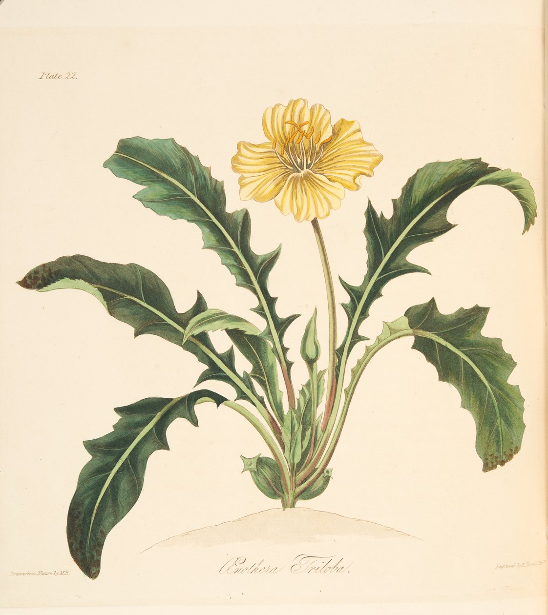 O dente-de-leão com folhas da prímula, das ilustrações florais das estações, bar. 1829 (gravura colorida à mão) de Margaret Roscoe