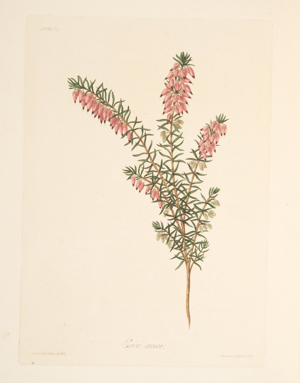 Charneca de cor viva, a partir de Floral Illustrations of the Seasons, pub. 1829 (gravura colorida à mão) de Margaret Roscoe