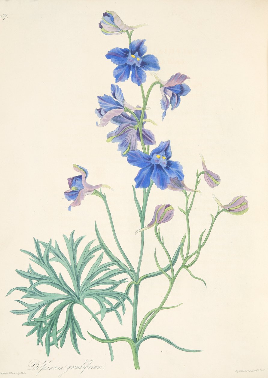 Espora florida grande, das ilustrações florais das estações, bar. 1829 (gravura colorida à mão) de Margaret Roscoe