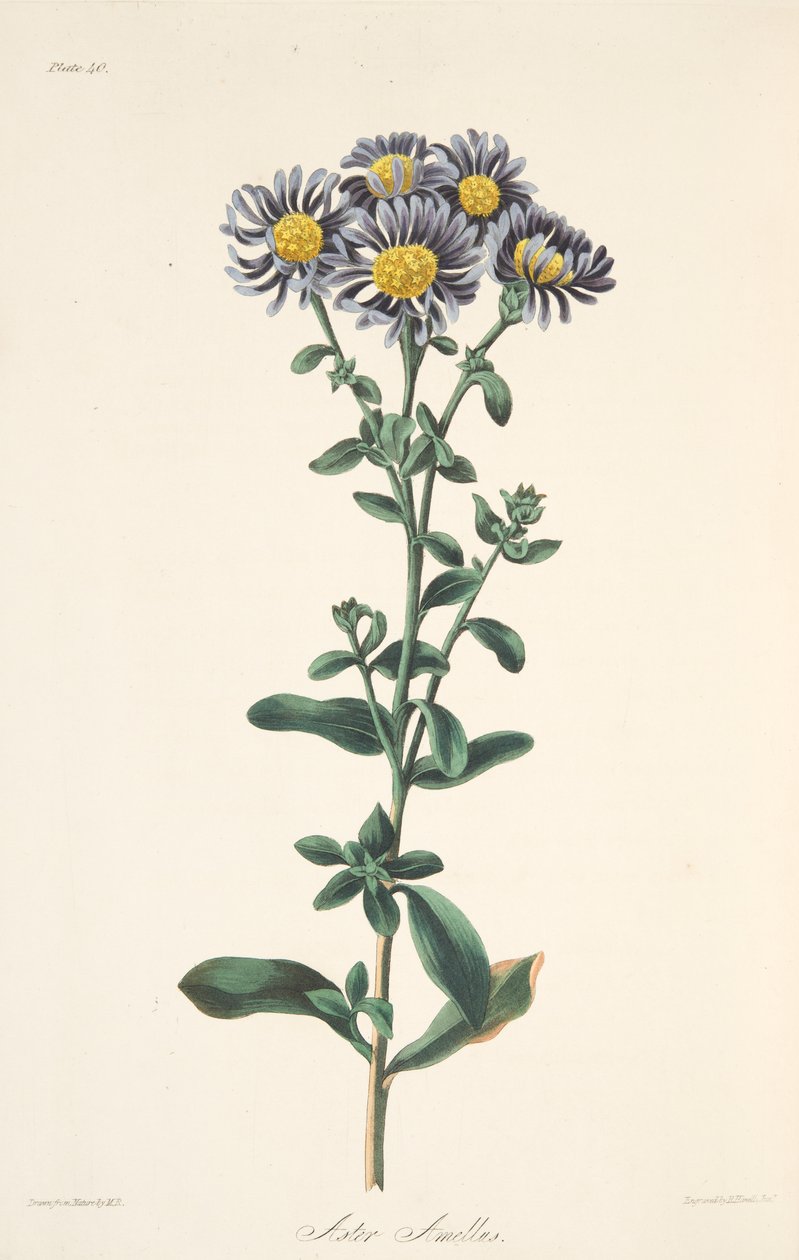 Aster italiano, das ilustrações florais das estações, bar. 1829 (gravura colorida à mão) de Margaret Roscoe