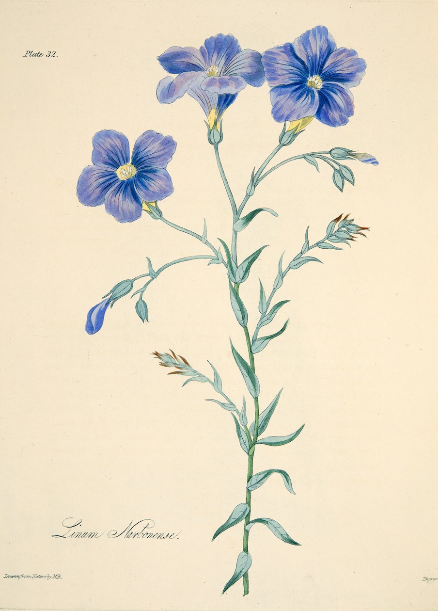 Linho de Narbonne, das ilustrações florais das estações, bar. 1829 (gravura colorida à mão) de Margaret Roscoe