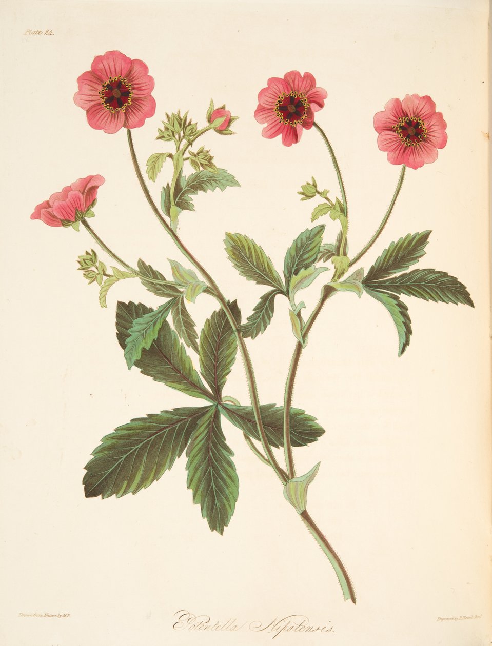 Nipal Potentilla, de ilustrações florais das estações, bar. 1829 (gravura colorida à mão) de Margaret Roscoe