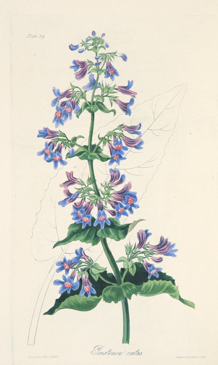 Penstemon Ovate-com folhas, das ilustrações florais das estações, bar. 1829 (gravura colorida à mão) de Margaret Roscoe