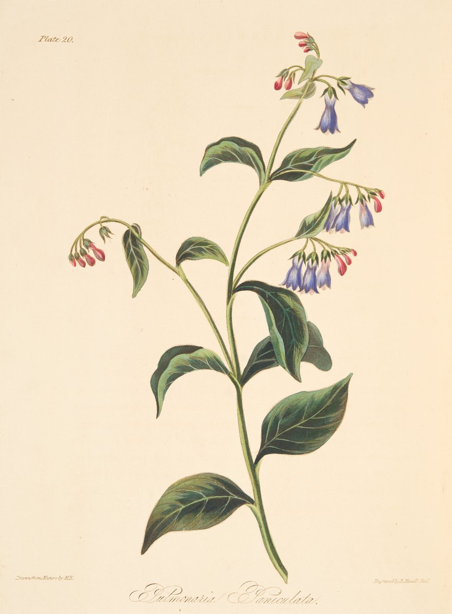 Lungwort panicled, das ilustrações florais das estações, bar. 1829 (gravura colorida à mão) de Margaret Roscoe