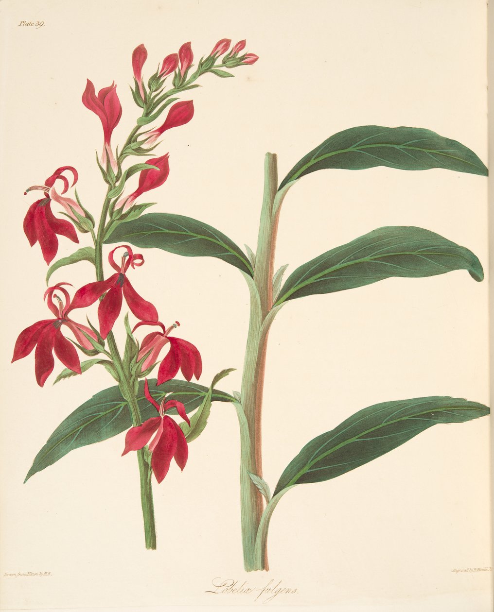 Lobelia Refulgente, das Ilustrações Florais das Estações, pub. 1829 (gravura colorida à mão) de Margaret Roscoe