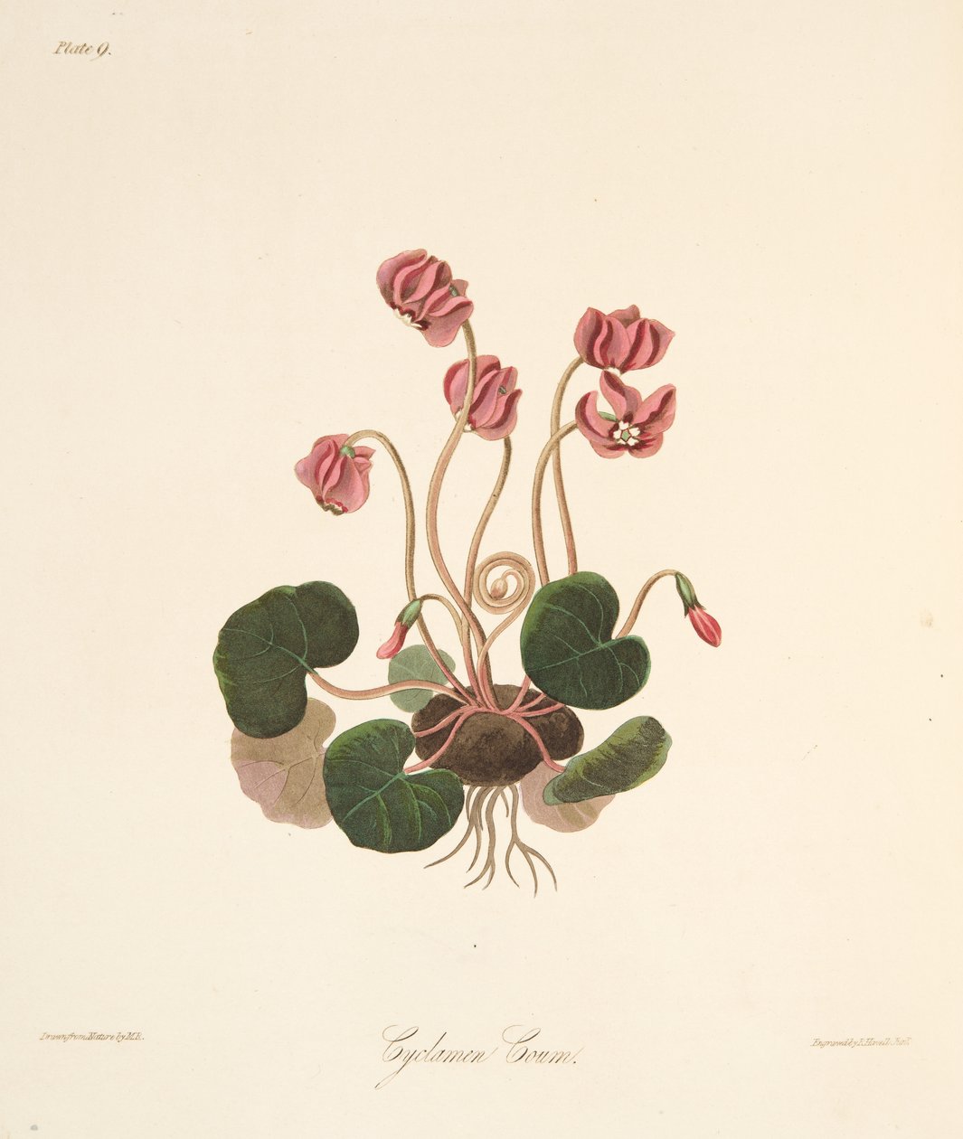 Ciclâmen com folhas redondo, das ilustrações florais das estações, bar. 1829 (gravura colorida à mão) de Margaret Roscoe