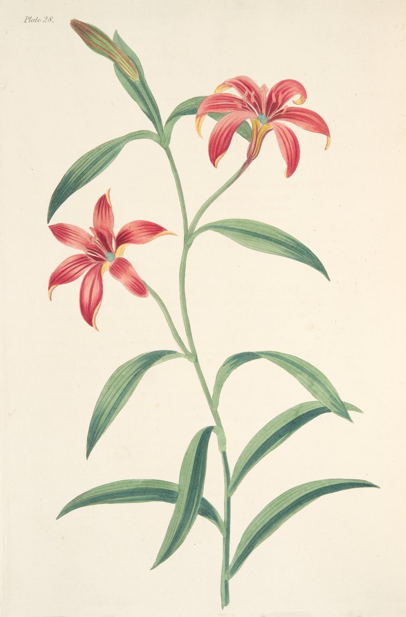 Lírio chinês Auto-colorido, das ilustrações florais das estações, bar. 1829 (gravura colorida à mão) de Margaret Roscoe