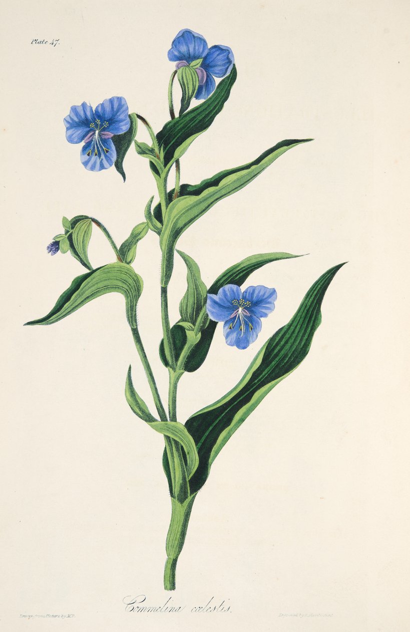 Commelina azul-celeste, das ilustrações florais das estações, bar. 1829 (gravura colorida à mão) de Margaret Roscoe