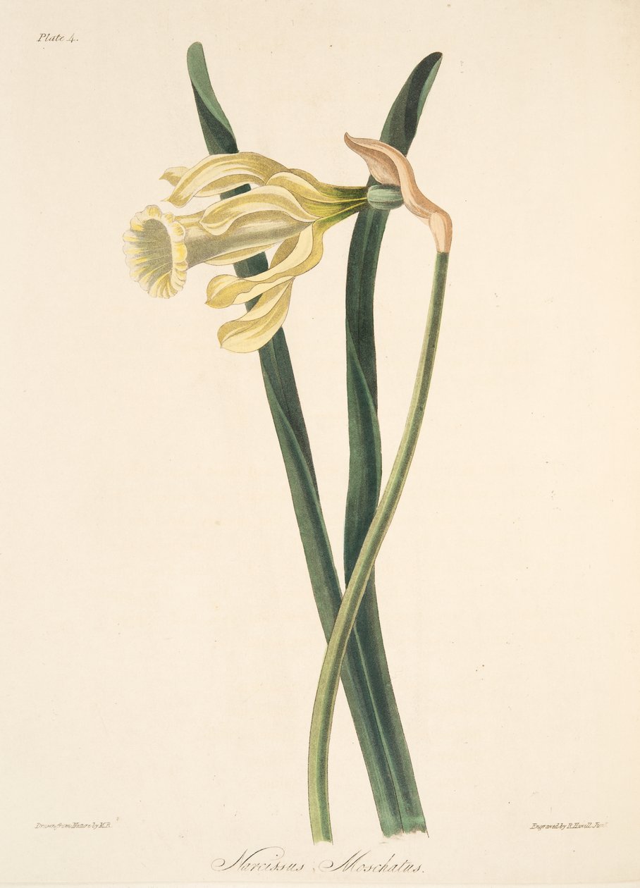 Narciso espanhol, das ilustrações florais das estações, bar. 1829 (gravura colorida à mão) de Margaret Roscoe