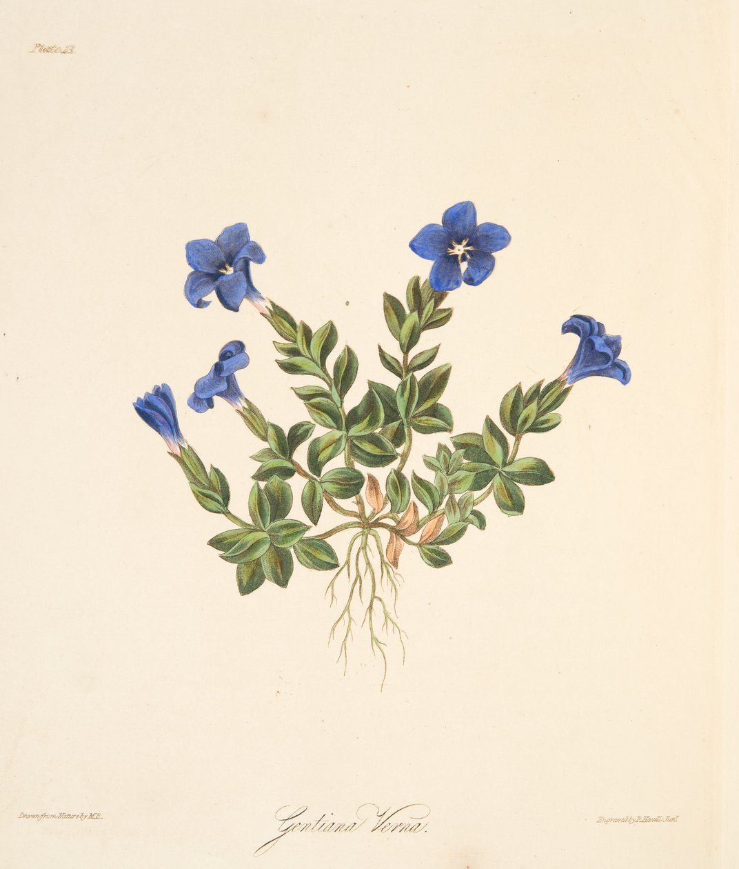 Genciana de primavera, de ilustrações florais das estações, pub. 1829 (gravura colorida à mão) de Margaret Roscoe