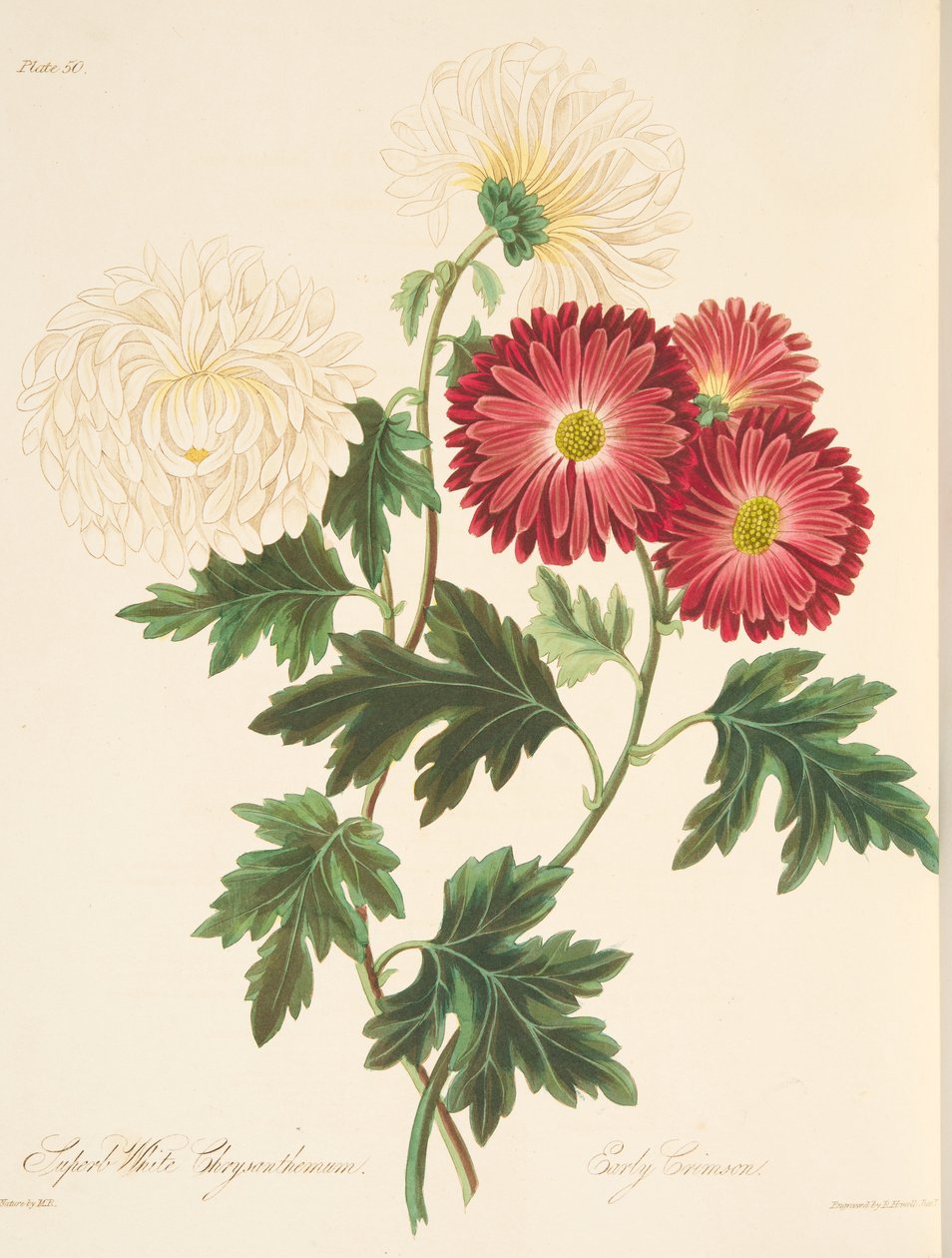 Crisântemo branco soberbo e vermelho adiantado, das ilustrações florais das estações, bar. 1829 (gravura colorida à mão) de Margaret Roscoe