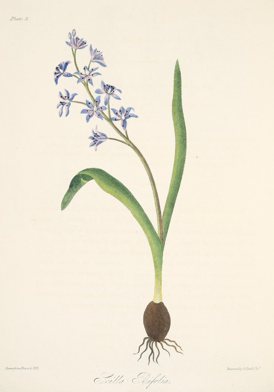 Squill de duas folhas, das ilustrações florais das estações, bar. 1829 (gravura colorida à mão) de Margaret Roscoe