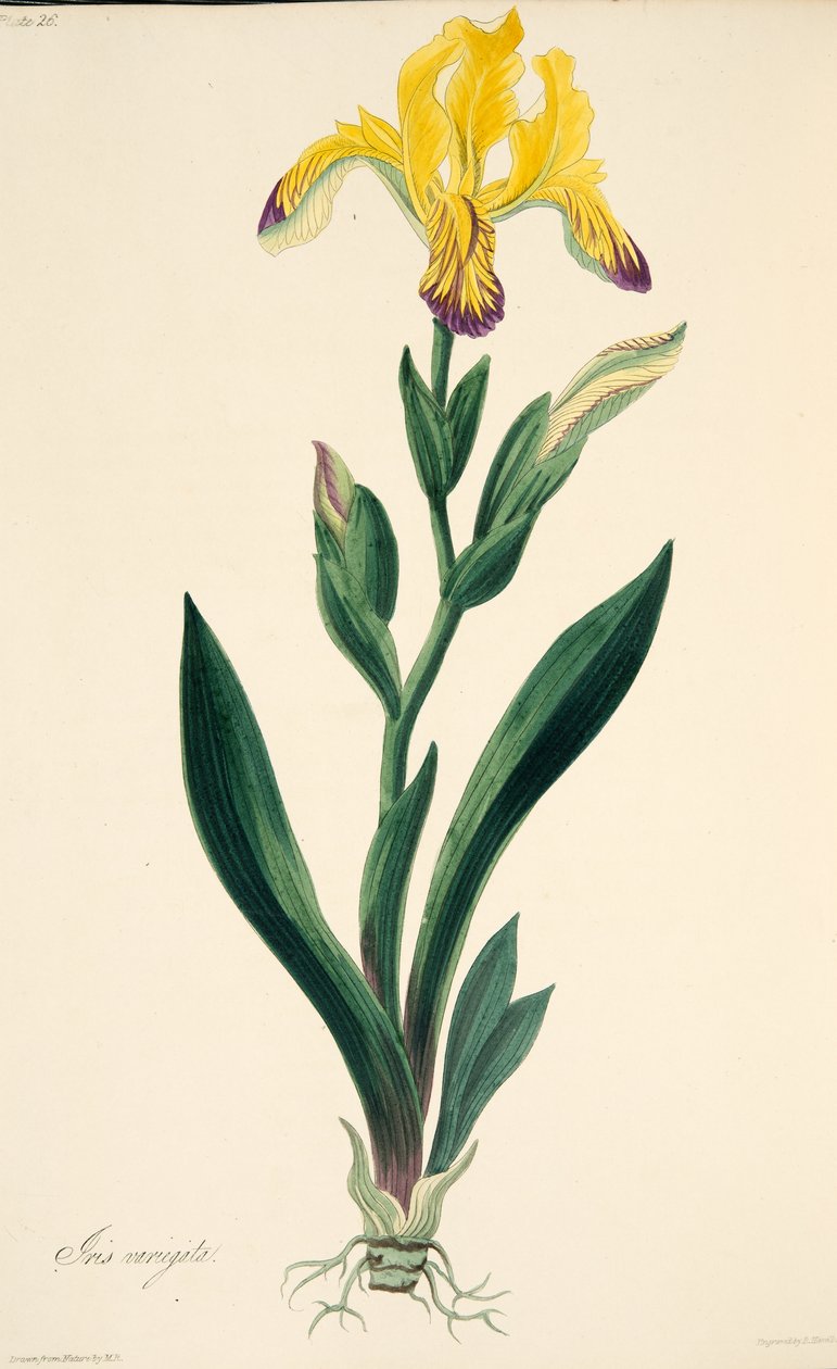 Íris variegada, das ilustrações florais das estações, bar. 1829 (gravura colorida à mão) de Margaret Roscoe