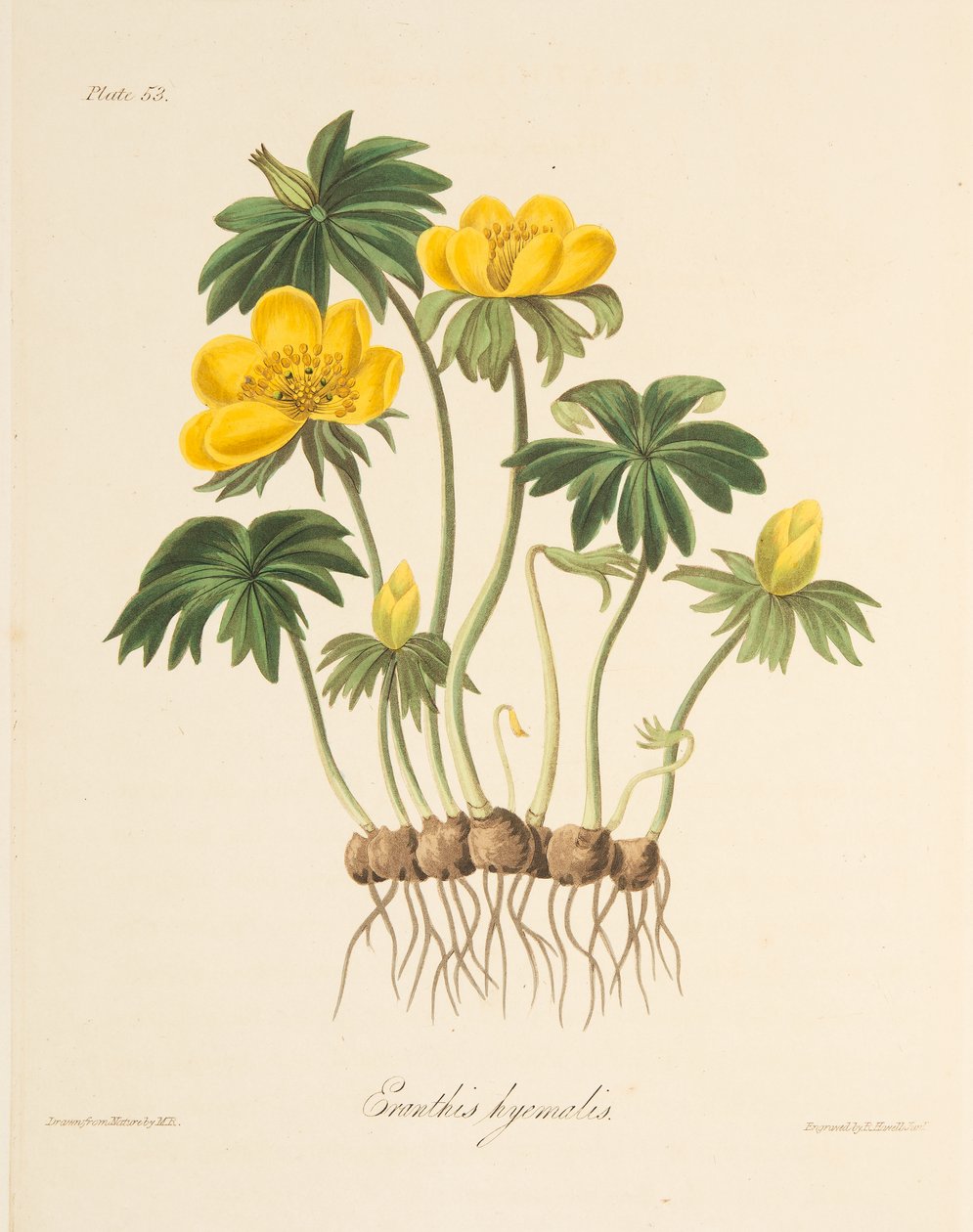 Aconite de inverno, a partir de ilustrações florais das estações, pub. 1829 (gravura colorida à mão) de Margaret Roscoe