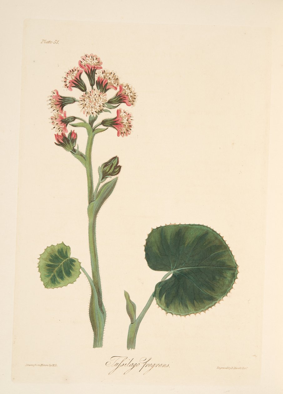 Heliotrópio de inverno, de ilustrações florais das estações, pub. 1829 (gravura colorida à mão) de Margaret Roscoe