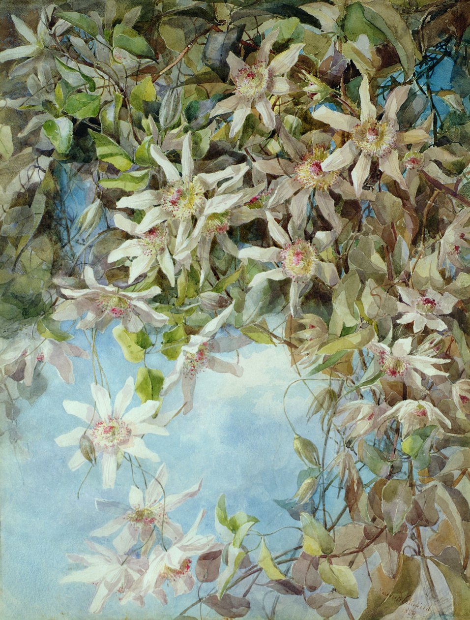 Estudo da Flor da Paixão de Margaret Waterfield