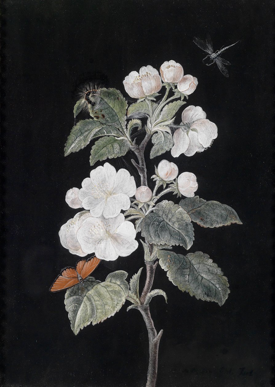 Flores de maçã com borboletas de Margaretha Barbara Dietzsch