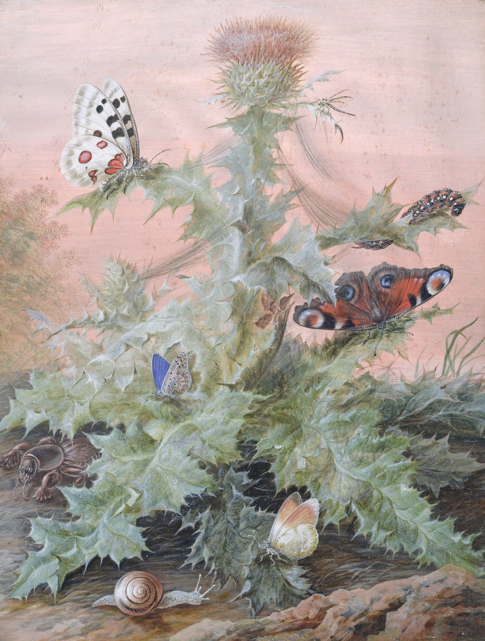 Insetos em torno de um cardo, 1700 de Margaretha Barbara Dietzsch