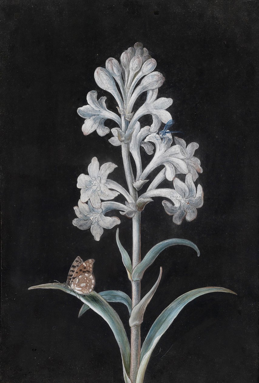Hycinthe branco com insetos de Margaretha Barbara Dietzsch
