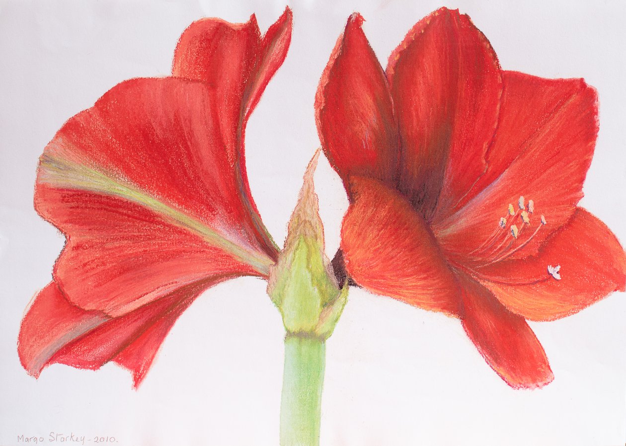 Amarílis, 2015 (pastel) de Margo Starkey