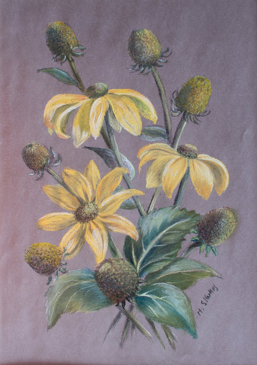 Rudbeckia, 2014 (pastel) de Margo Starkey