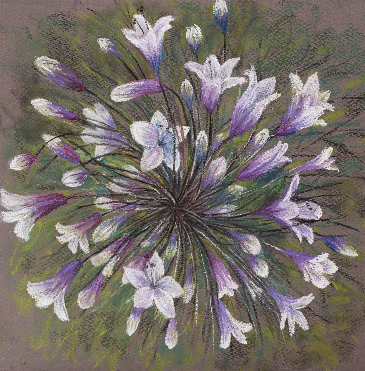 Agapanthus de Margo Starkey
