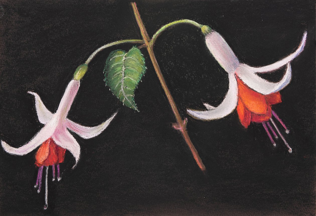 Fuchsia&39;s, 2020 (pastel) de Margo Starkey