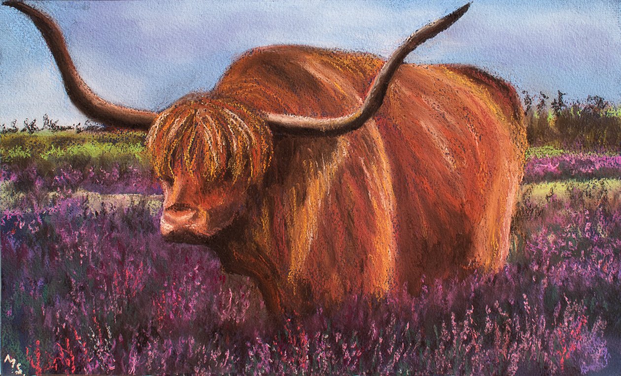 Highland Bull em Scotish Heather, 2018 (pastel) de Margo Starkey