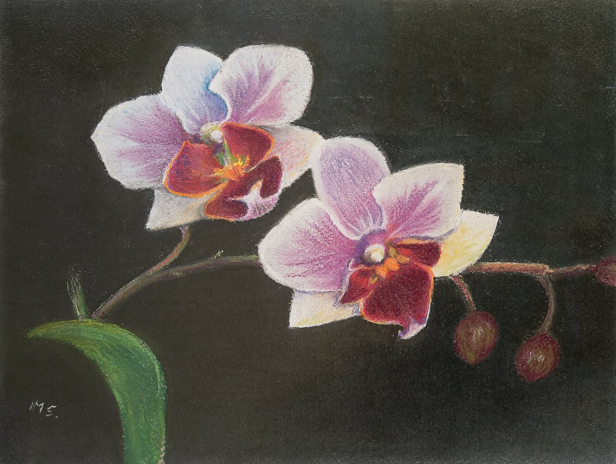 Orquídea no meu quarto, 2020 (pastel) de Margo Starkey