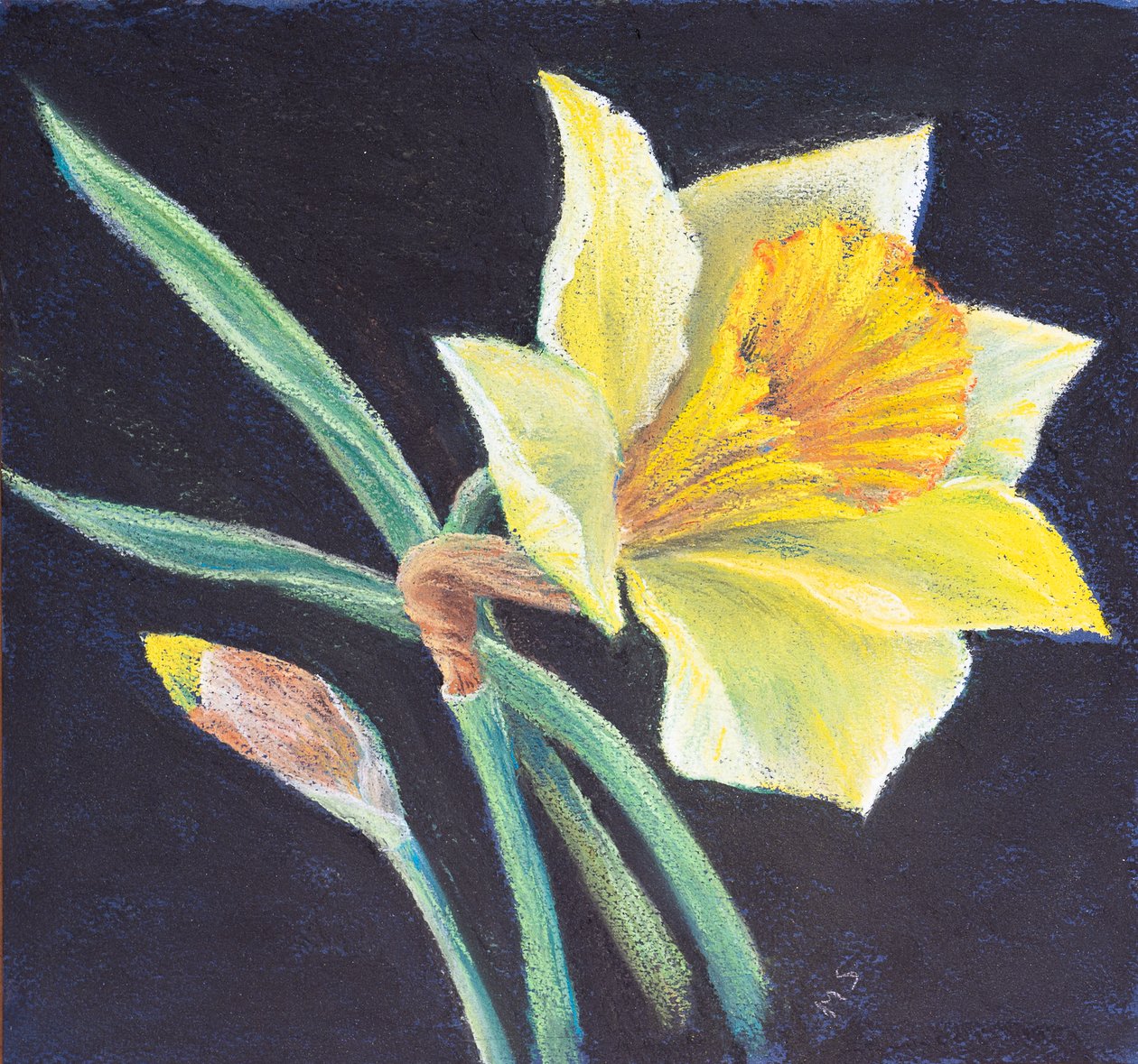 A beleza de um narciso, 2021 (pastel) de Margo Starkey