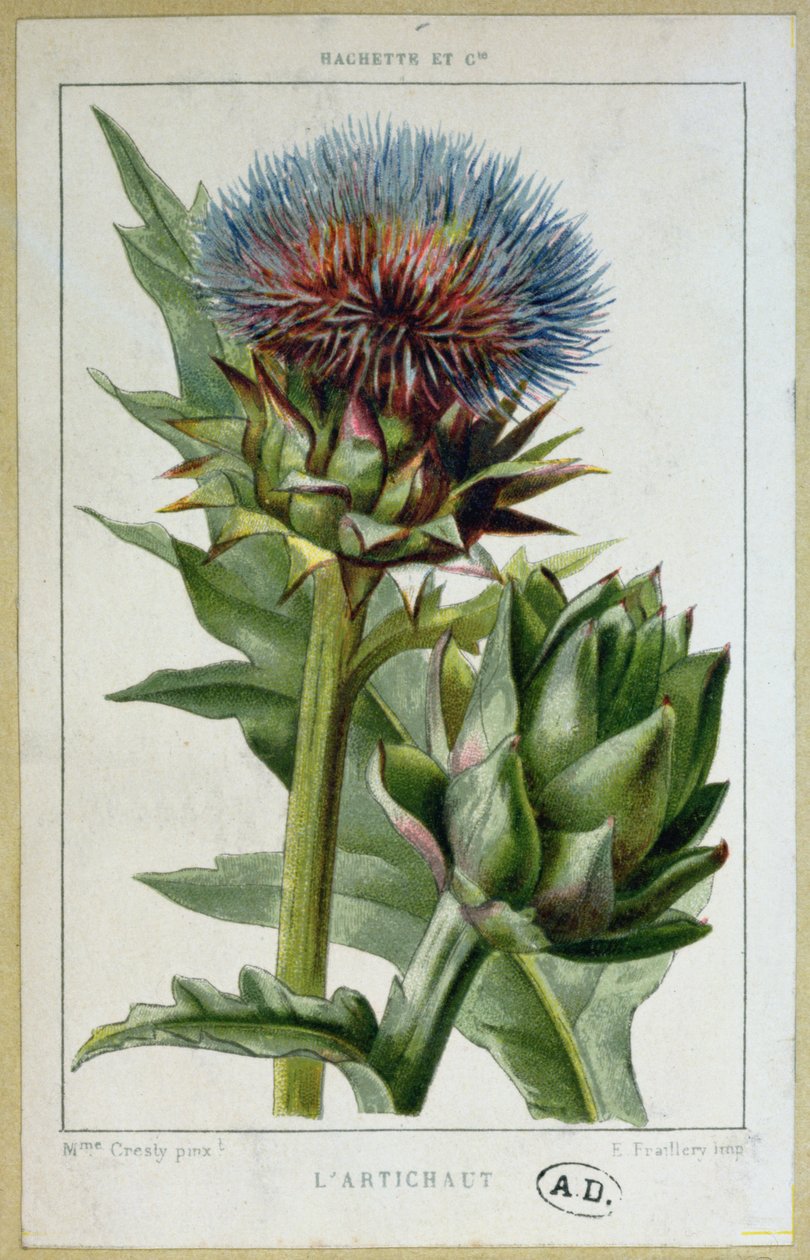 Alcachofra, placa botânica, gravada por E. Fraillery de Marguerite Buret