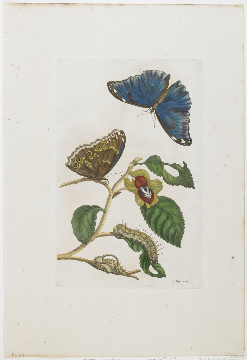 Borboletas Azuis e Folhagem, 1705-71 (gravura à mão colorida e gravação) de Maria Sibylla Merian