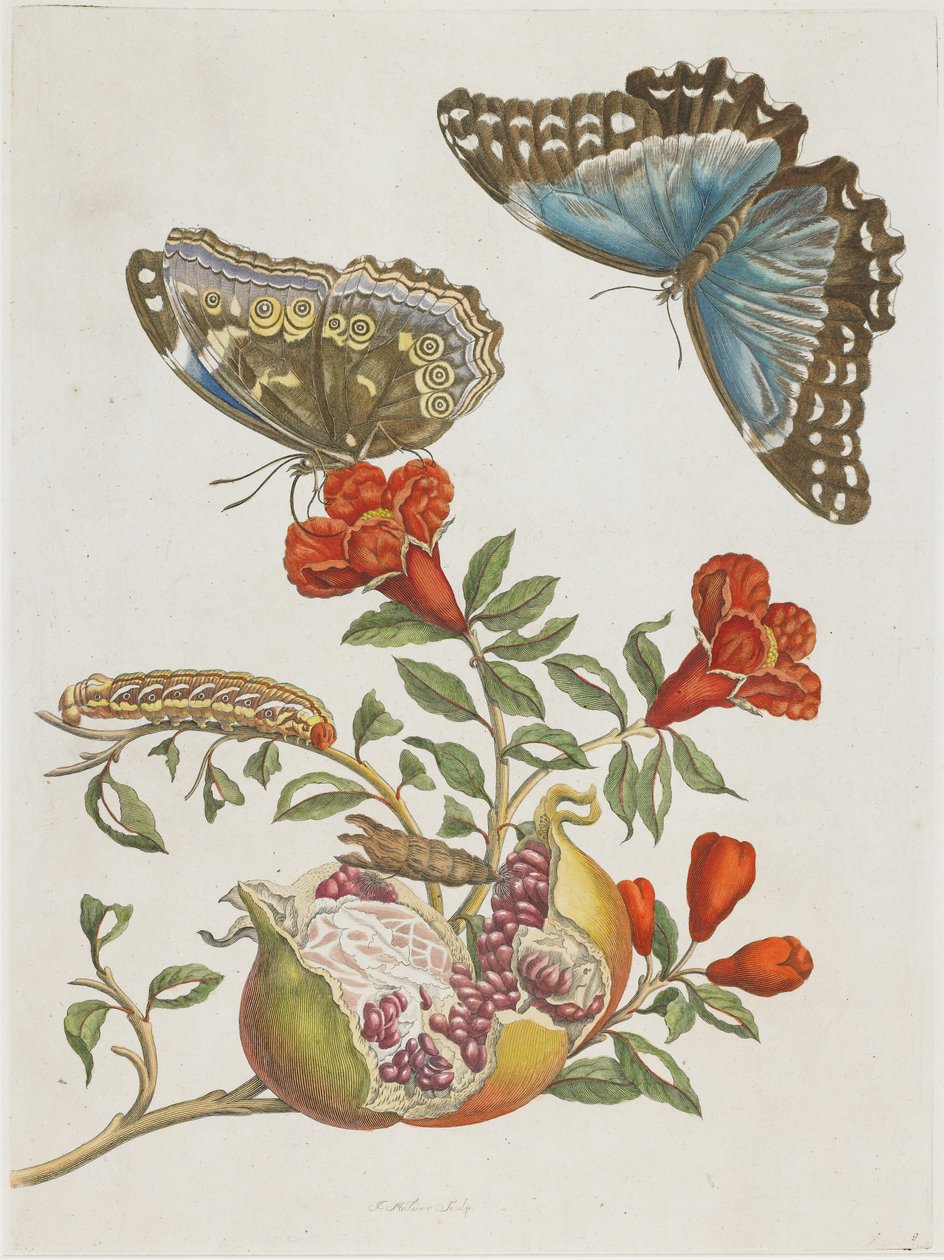 Borboletas Azuis e Romã, 1705-1771 de Maria Sibylla Merian