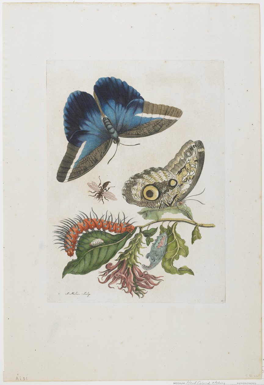 Borboletas Azuis e Larvas Vermelhas, Espinhos Azuis, c.1705-17 (gravura à mão colorida e gravação) de Maria Sibylla Merian