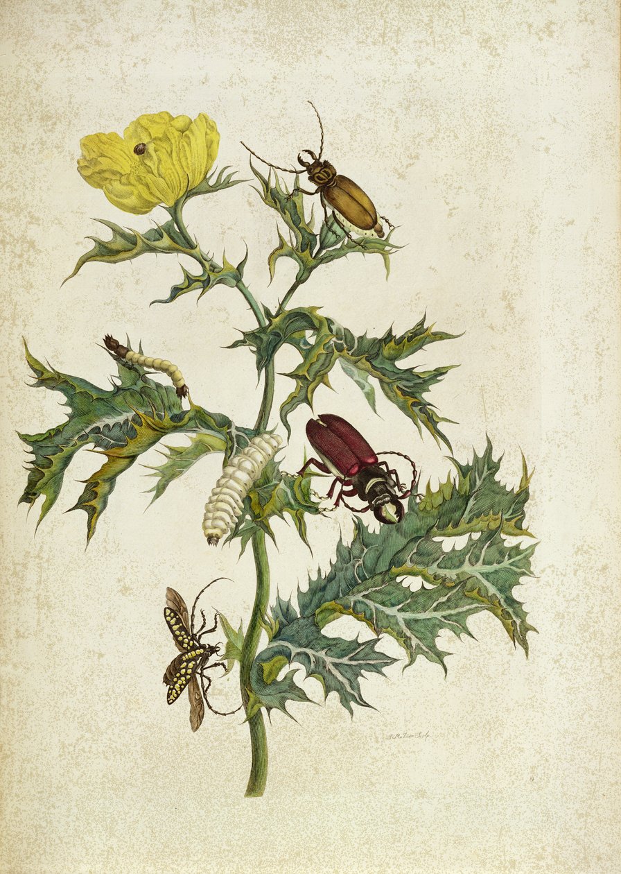 Cardos Spinosus: Besouros e lagartas, placa 69 de &39;Over de Voorteling&39;, 1730 de Maria Sibylla Merian