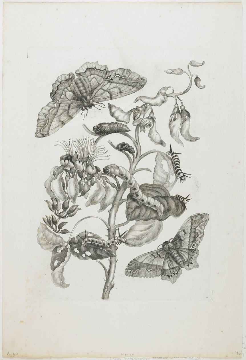 Lagartas, Borboletas e Flor, 1705-71 (gravura e gravação) de Maria Sibylla Merian