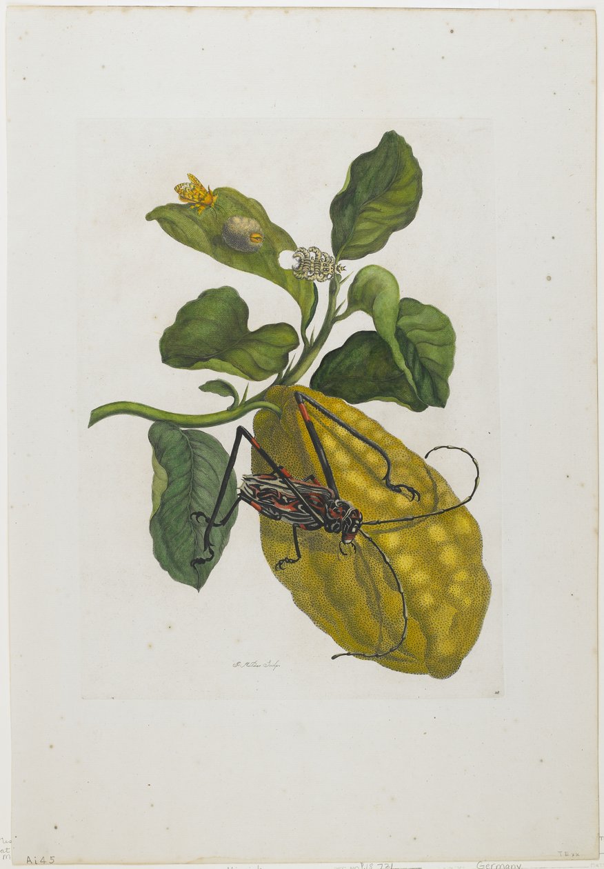 Citrus Fruit and Beetle, 1705-71 (gravura à mão colorida e gravação) de Maria Sibylla Merian