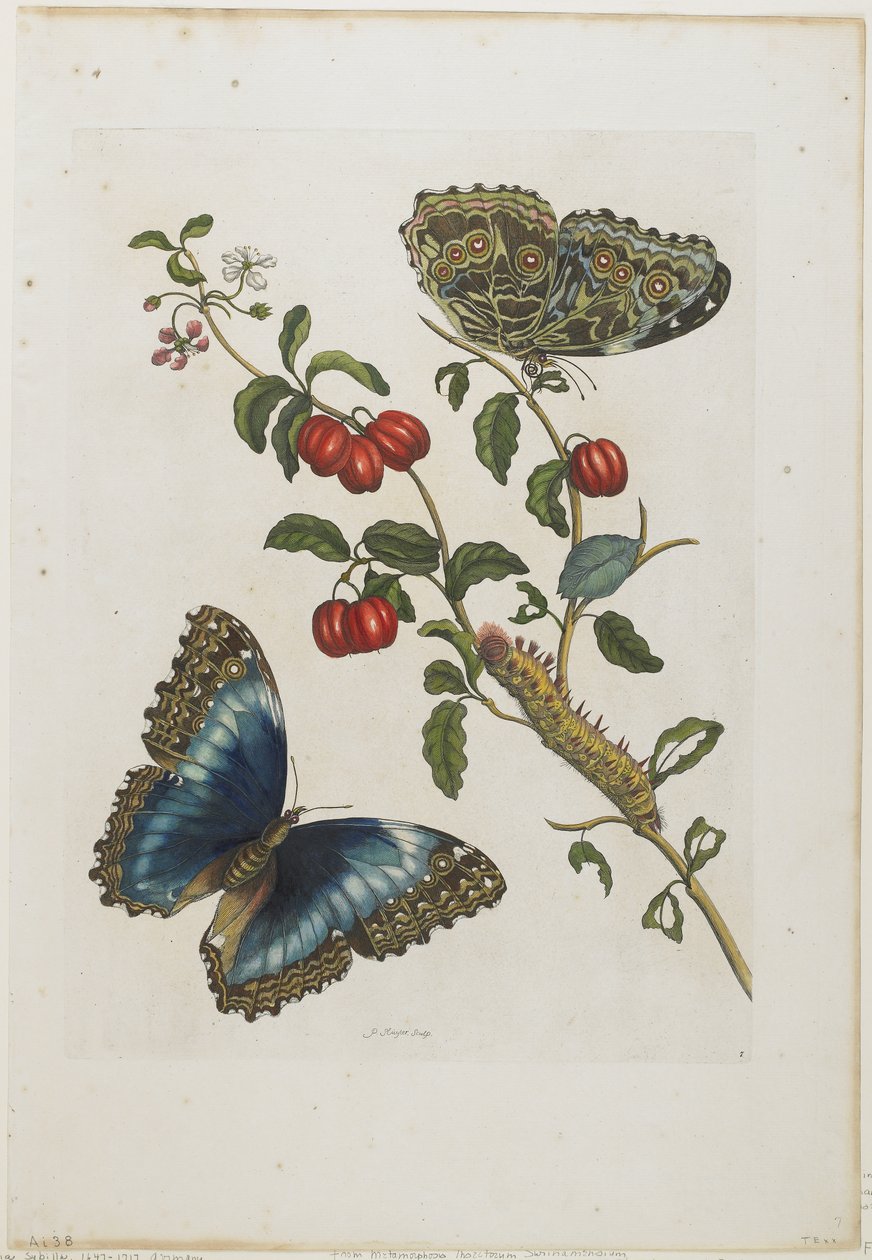 Grandes Borboletas Azuis e Frutos Vermelhos, 1705-71 (gravura à mão colorida e gravação) de Maria Sibylla Merian