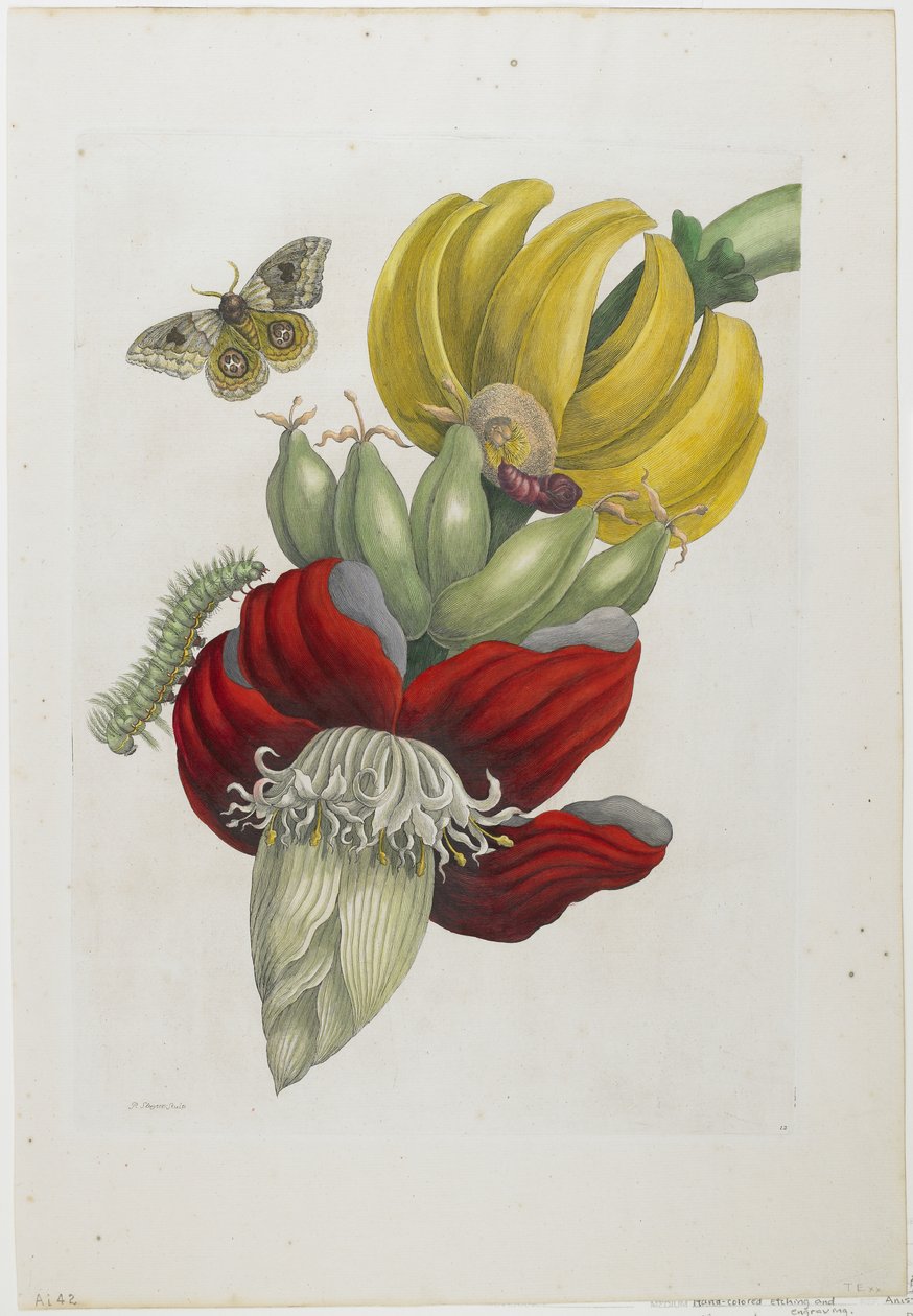 Inflorescência de Banana, 1705 (gravura à mão colorida e gravação) de Maria Sibylla Merian