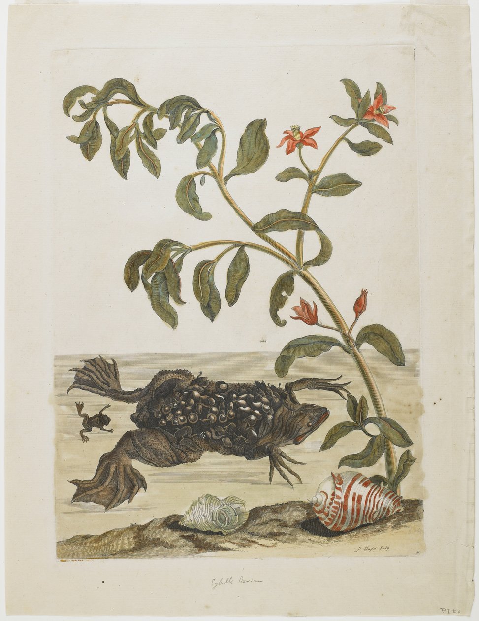Sapo macho do Suriname, com ovos nas costas (depositados ali por mulheres), conchas e plantas com flores, 1705-71 (gravura à mão colorida e gravação) de Maria Sibylla Merian