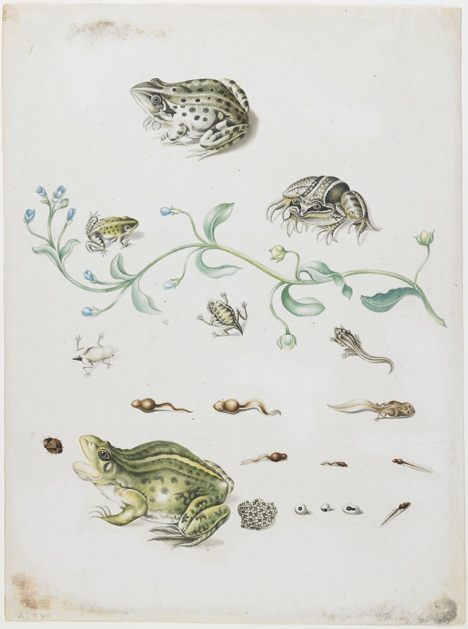 Metamorfose de um sapo e flor azul de Maria Sibylla Merian