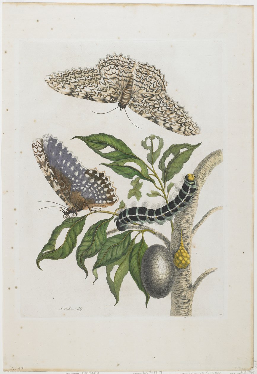 Traças, lagartas e folhagem, 1705-71 (gravura e gravura coloridas à mão) de Maria Sibylla Merian