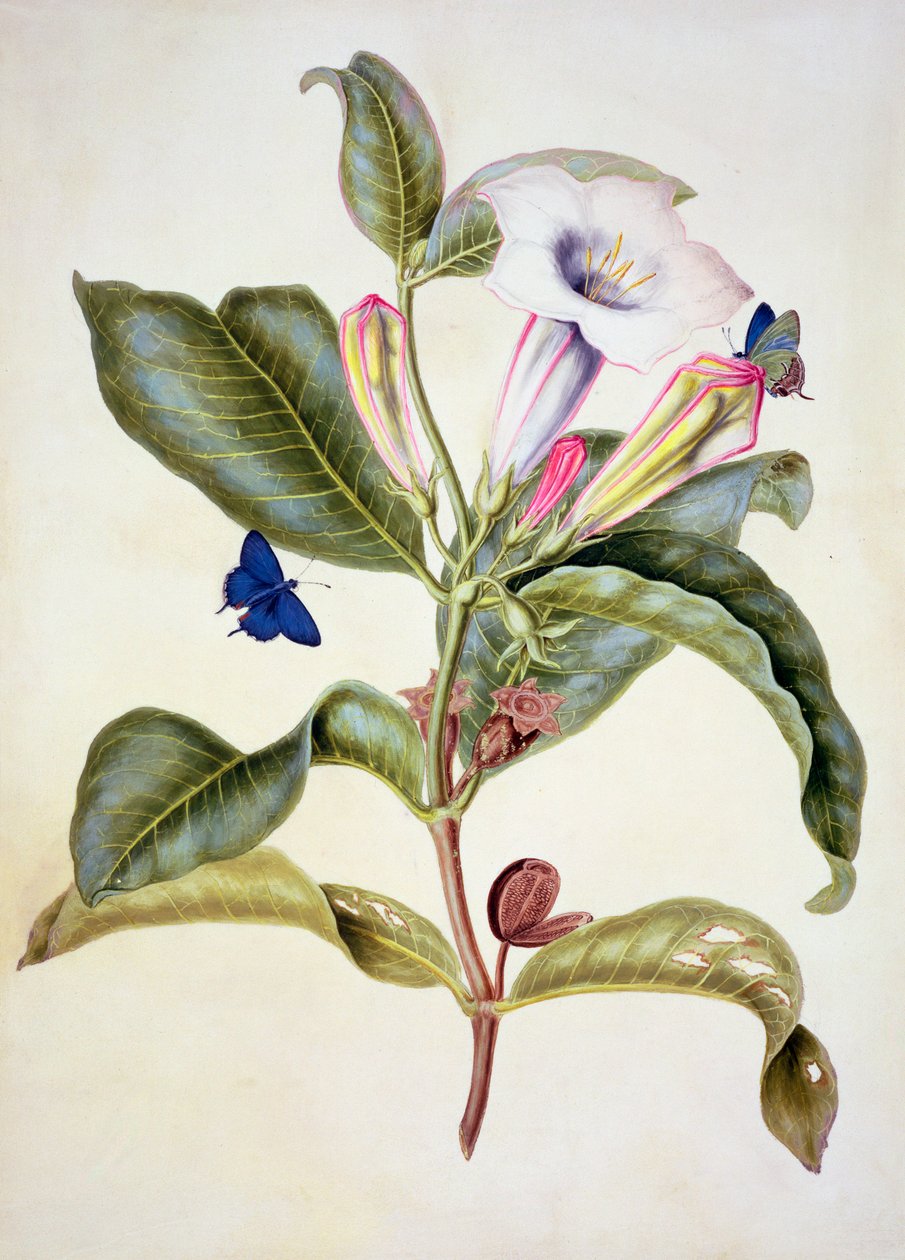 No.3055c Maçã espinhosa (Datura Wrightii) de Maria Sibylla Merian