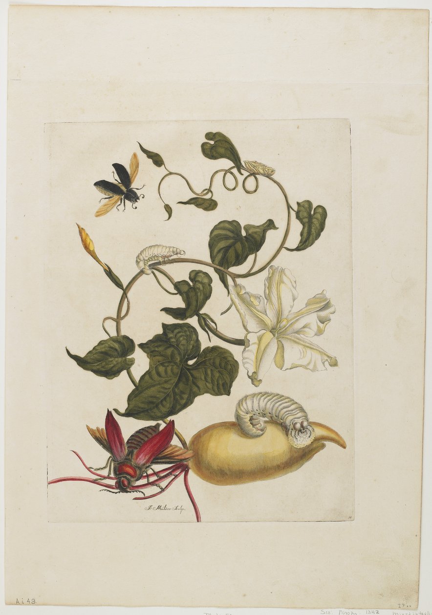 Besouro Vermelho, White Morning Glory, 1705-71 (gravura à mão colorida e gravação) de Maria Sibylla Merian