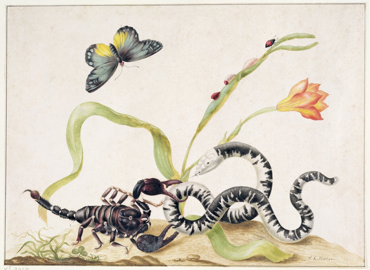 Escorpião e Cobra (grafite e wc no papel) de Maria Sibylla Merian