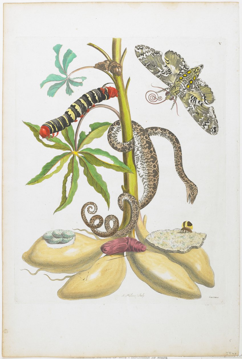 Cobra, Lagarta, Borboleta e Insetos na Planta (gravura e gravura coloridas à mão) de Maria Sibylla Merian