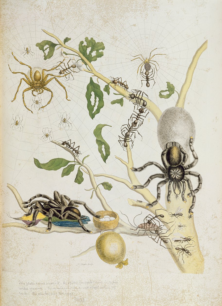 Aranhas: Mygole, prato 18 de &39;Over de Voorteeling&39;, 1730 de Maria Sibylla Merian