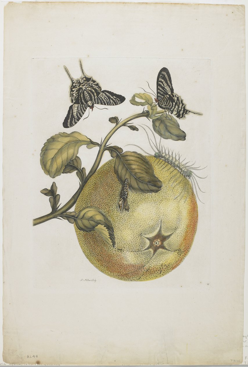 Swallowtails e Great Yellow Fruit, 1705-71 (gravura à mão colorida e gravura) de Maria Sibylla Merian